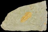 Protolenus Trilobite - Tinjdad, Morocco #141864-1
